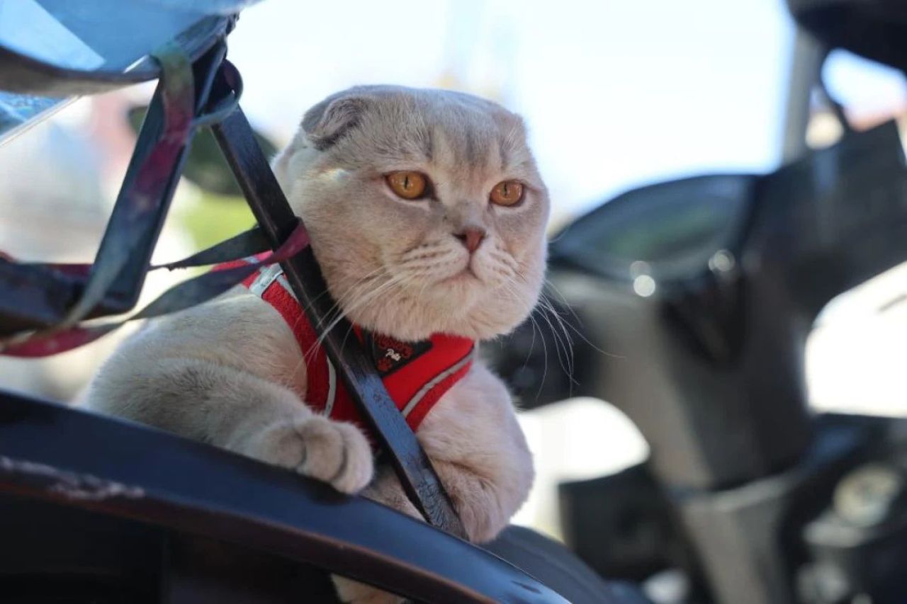 Motosiklet tutkunu tüpçü kedi! 'Al Capone' kentin maskotu oldu - 3. Resim