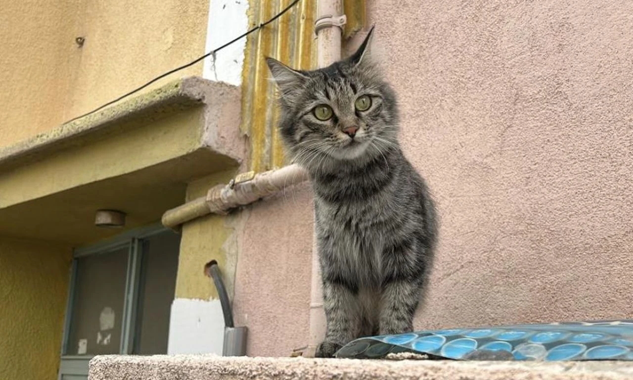 Kedi yüzünden dehşet saçtı! 80 yaşındaki adam, 2 kişiye kurşun yağdırdı - 1. Resim