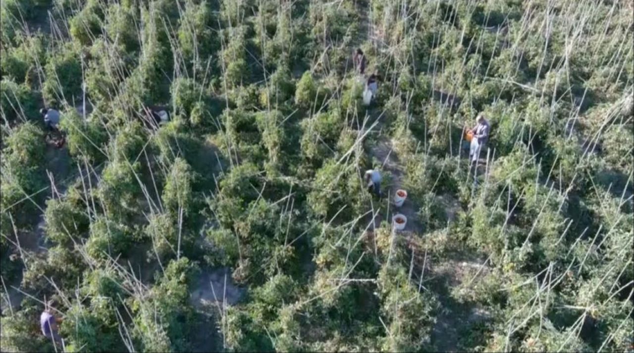 Marketleri pahalı bulan vatandaşların yeni durağı tarla: Bu kampanya çok konuşulur - 1. Resim