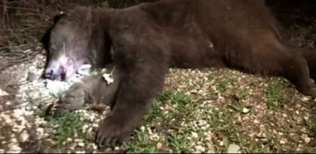 Çorum'da ayı saldırısına uğrayan adamın hali şoke etti! Ne konuşabiliyor ne de suratını hareket ettirebiliyor - 1. Resim