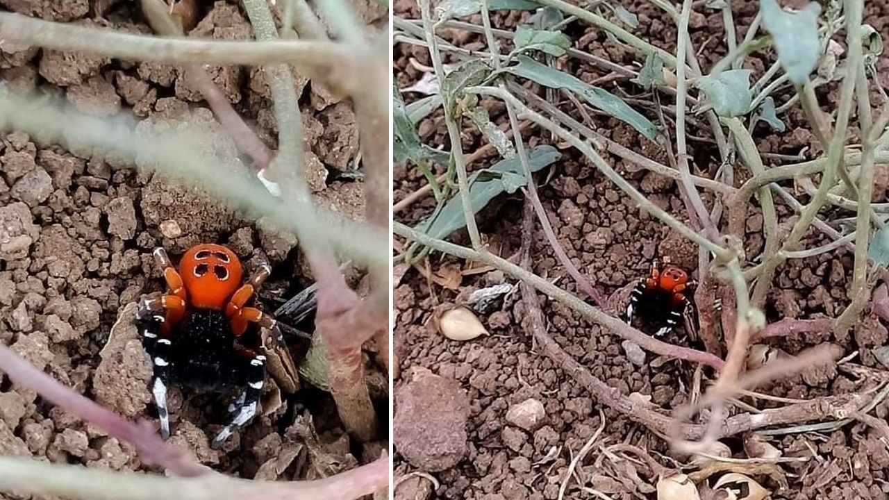 Dünyanın en zehirlilerinden! Erzincan&#039;da &#039;Uğur Böceği Örümceği&#039; görüldü