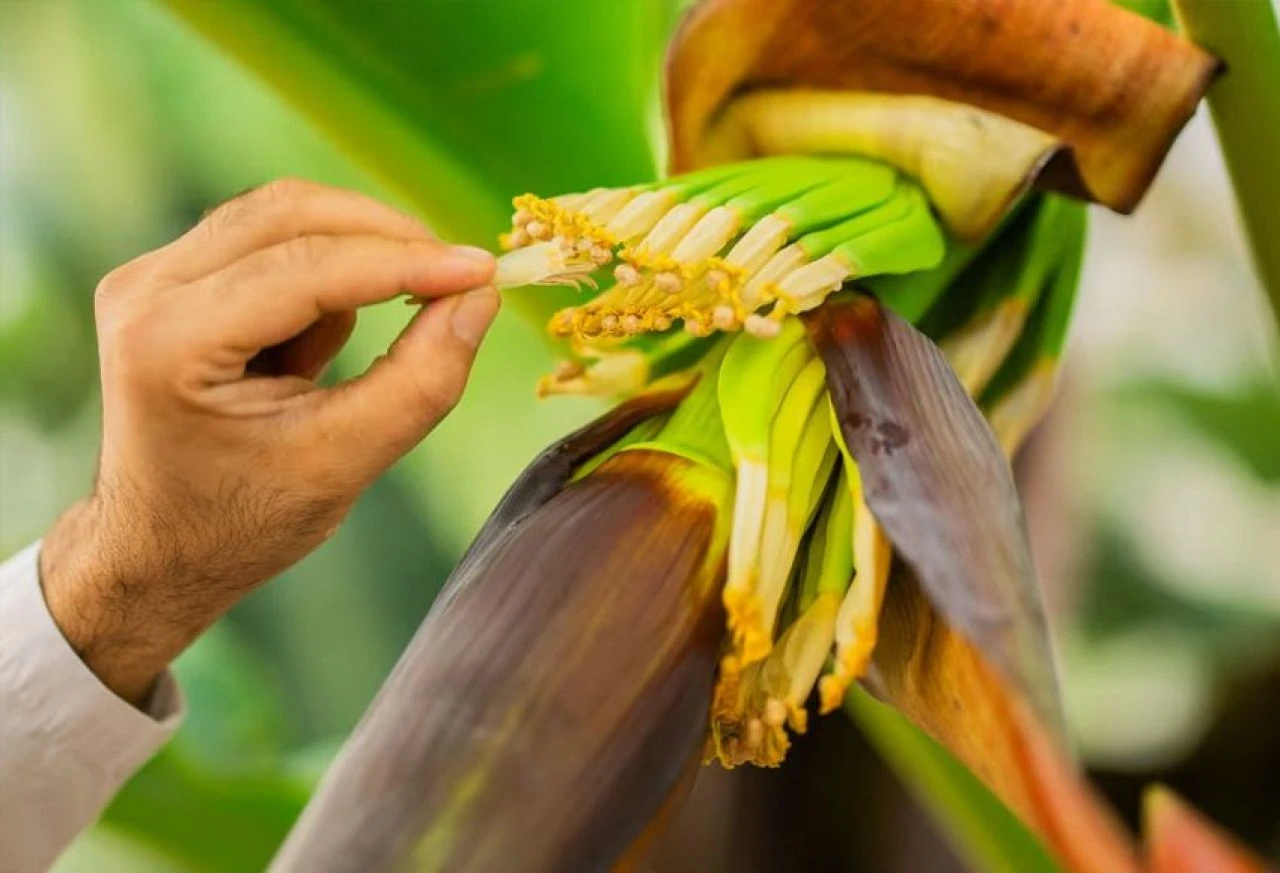 Muz tarihe karışabilir: Nesli tükeniyor! Bilim insanlarından kritik adım