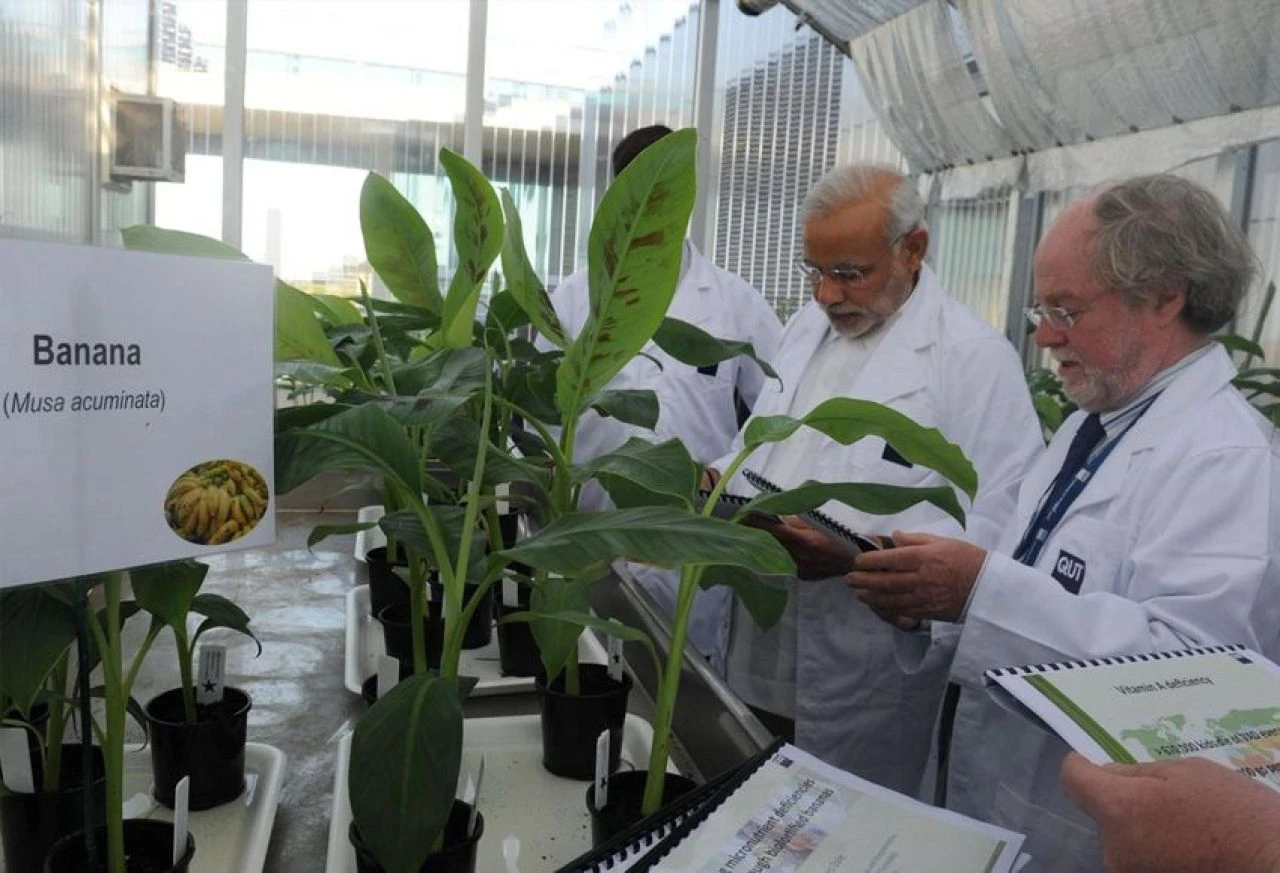 Muz tarihe karışabilir: Nesli tükeniyor! Bilim insanlarından kritik adım