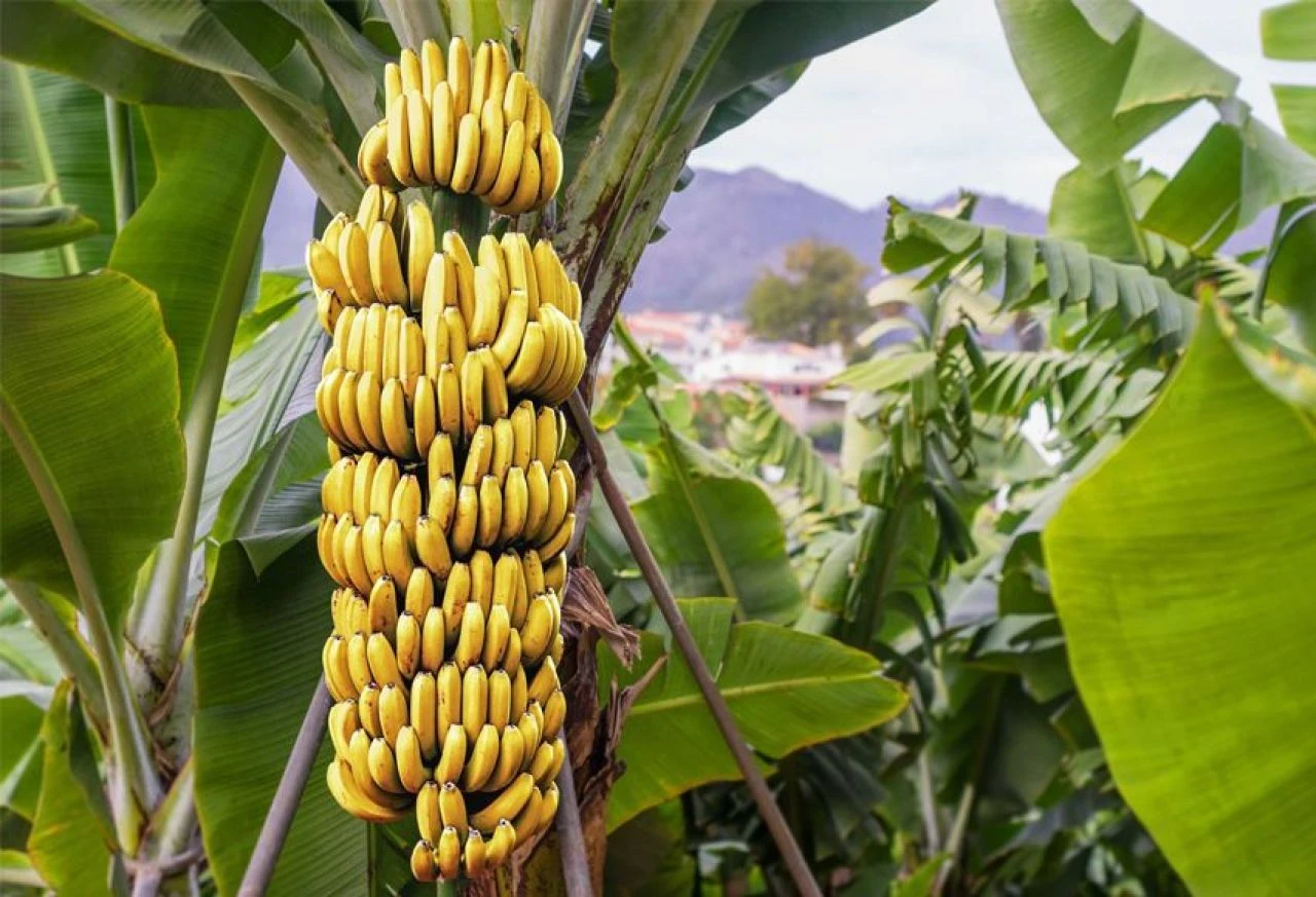 Muz tarihe karışabilir: Nesli tükeniyor! Bilim insanlarından kritik adım
