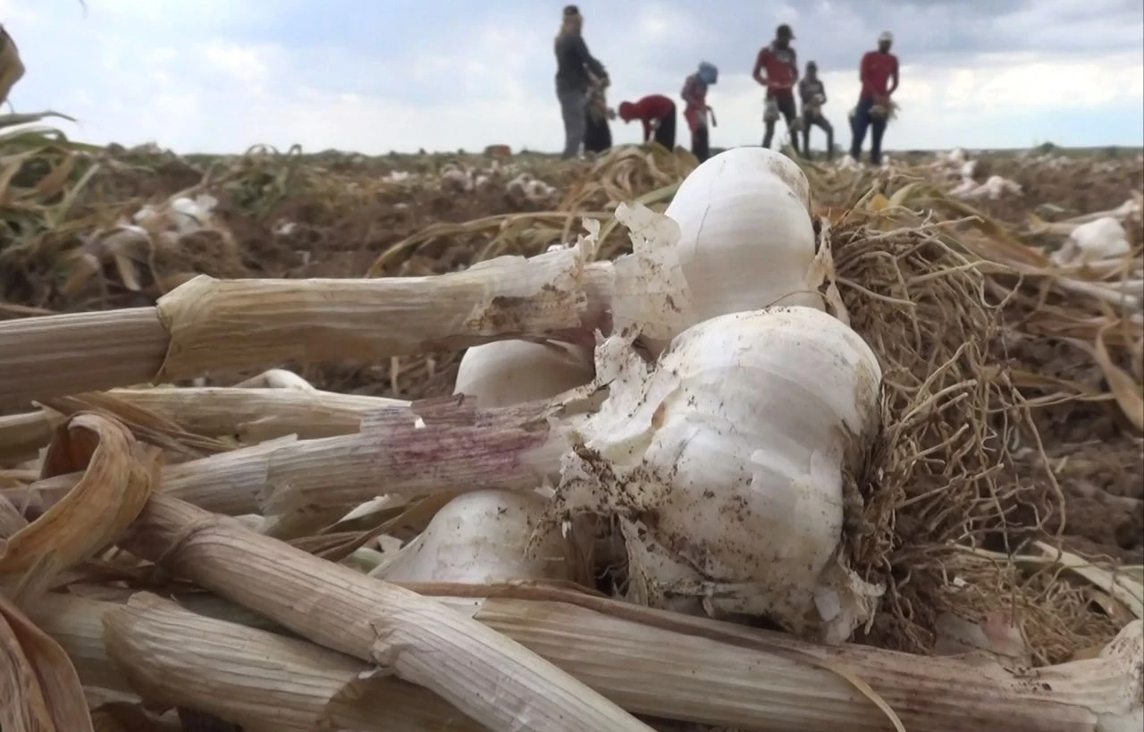 Sarımsakta insan dışkısı iddiası! Türkiye'de üretilenlere talep yağıyor: Rusya ve Almanya sıraya girdi - 3. Resim