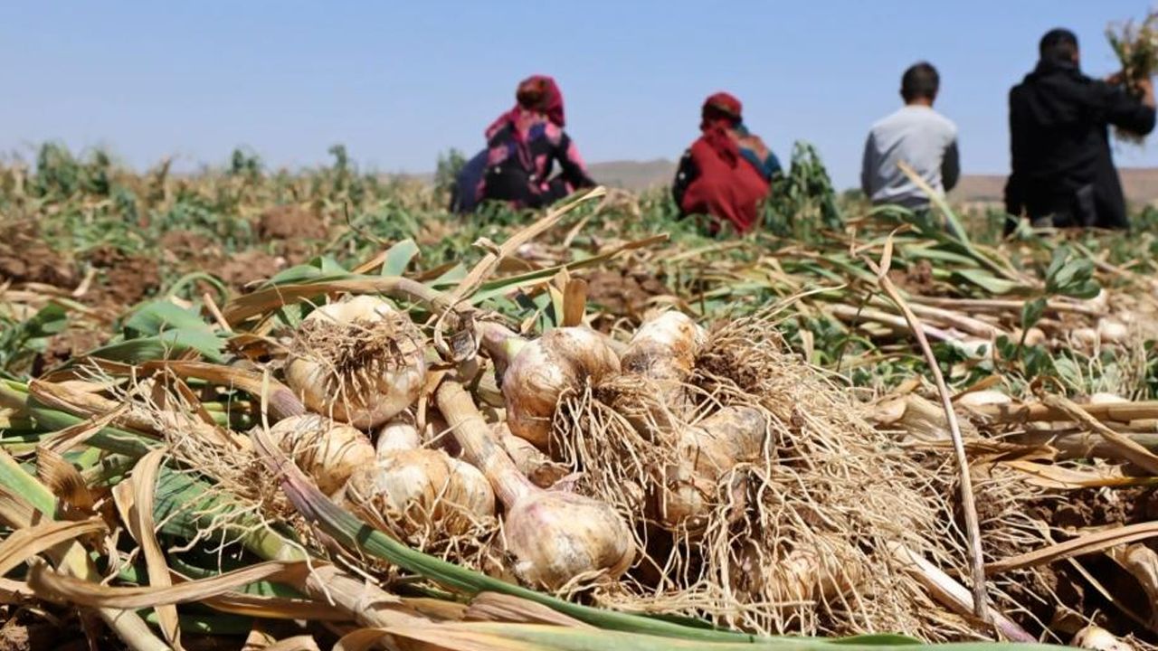 Sarımsakta insan dışkısı iddiası! Türkiye&#039;de üretilenlere talep yağıyor: Rusya ve Almanya sıraya girdi