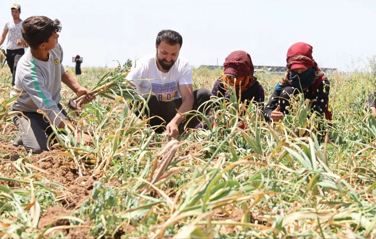 Sarımsakta insan dışkısı iddiası! Türkiye'de üretilenlere talep yağıyor: Rusya ve Almanya sıraya girdi - 2. Resim