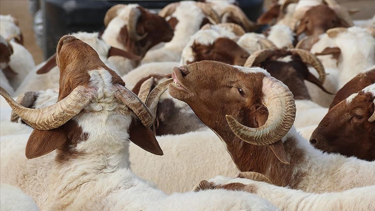 2025 Kurban Bayramı&#039;nın idrak edeceği tarih belli oldu