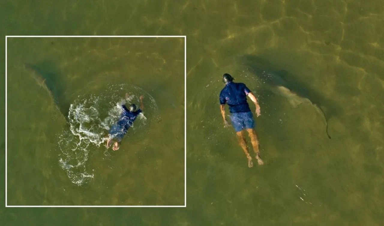 Bilmeden denizin labradorlarıyla yüzdü! Köpek balıklarını fark edince neye uğradığını şaşırdı - 2. Resim