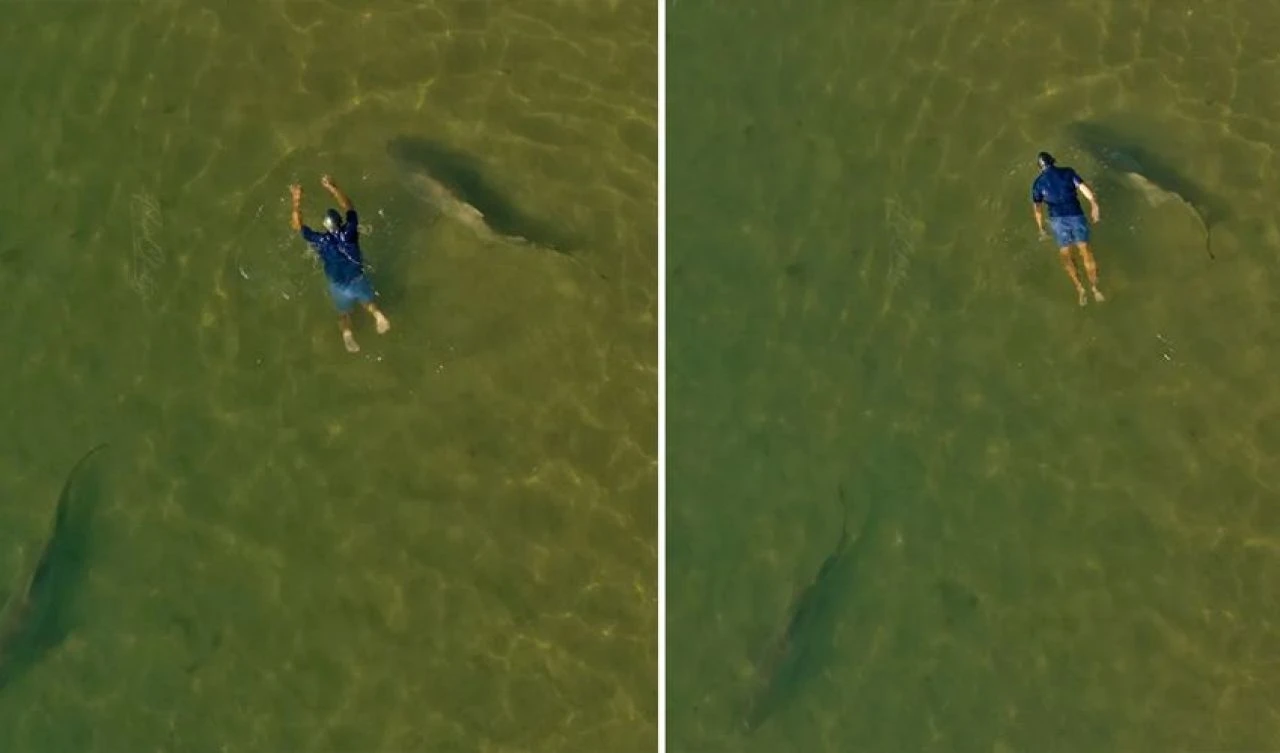 Bilmeden denizin labradorlarıyla yüzdü! Köpek balıklarını fark edince neye uğradığını şaşırdı - 1. Resim