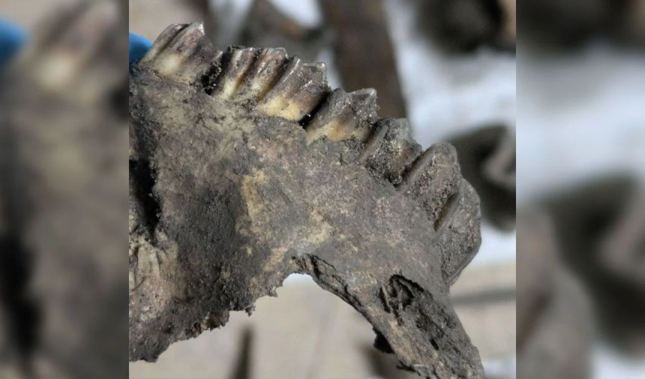 Evinin duvarlarında beklenmedik bir şey buldu! Polis oturma odasını mühürledi