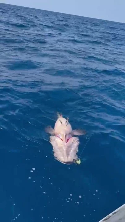 Amatör balıkçı gözlerine inanamadı! Oltayla 45 kiloluk balık yakaladılar - 2. Resim