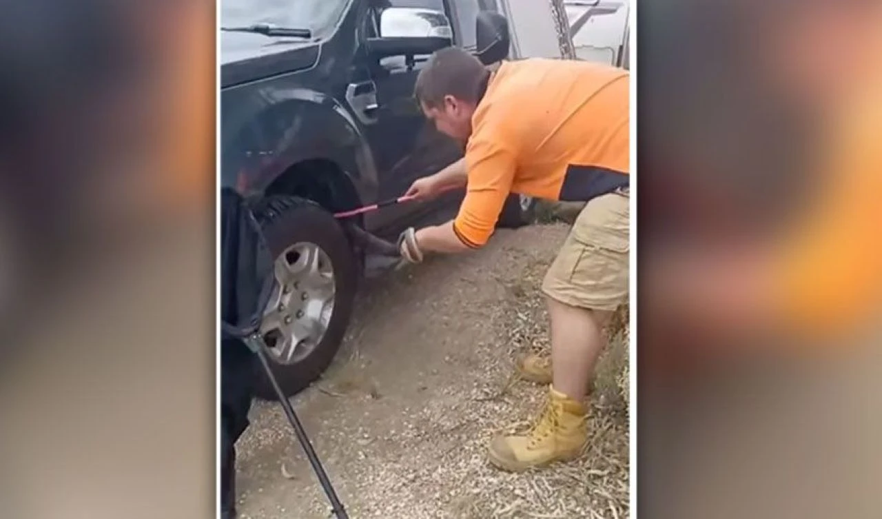 Arabadaki devasa davetsiz misafir şoke etti: Ülkenin en zehirli yılanlarından - 1. Resim