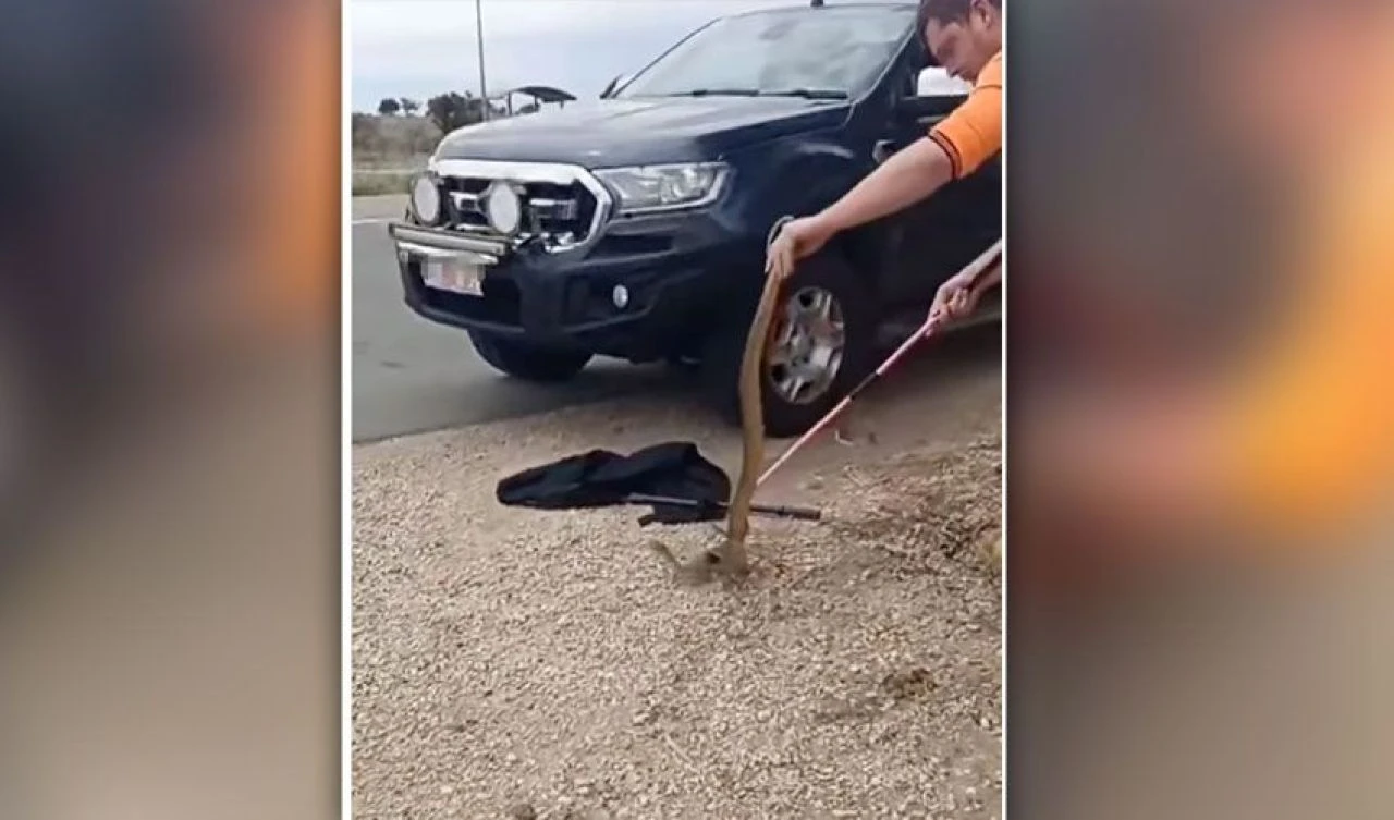 Arabadaki devasa davetsiz misafir şoke etti: Ülkenin en zehirli yılanlarından - 3. Resim