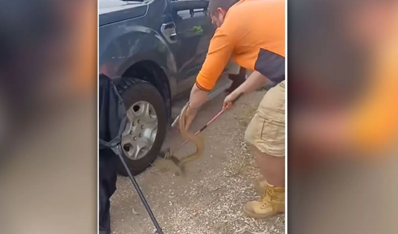 Arabadaki devasa davetsiz misafir şoke etti: Ülkenin en zehirli yılanlarından - 4. Resim