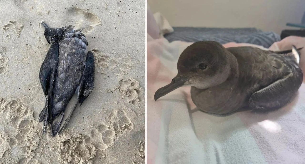 Dikkat! Başınıza ölü ya da yaralı kuş düşebilir, yetkililer 'dokunmayın' uyarısında bulundu - 2. Resim