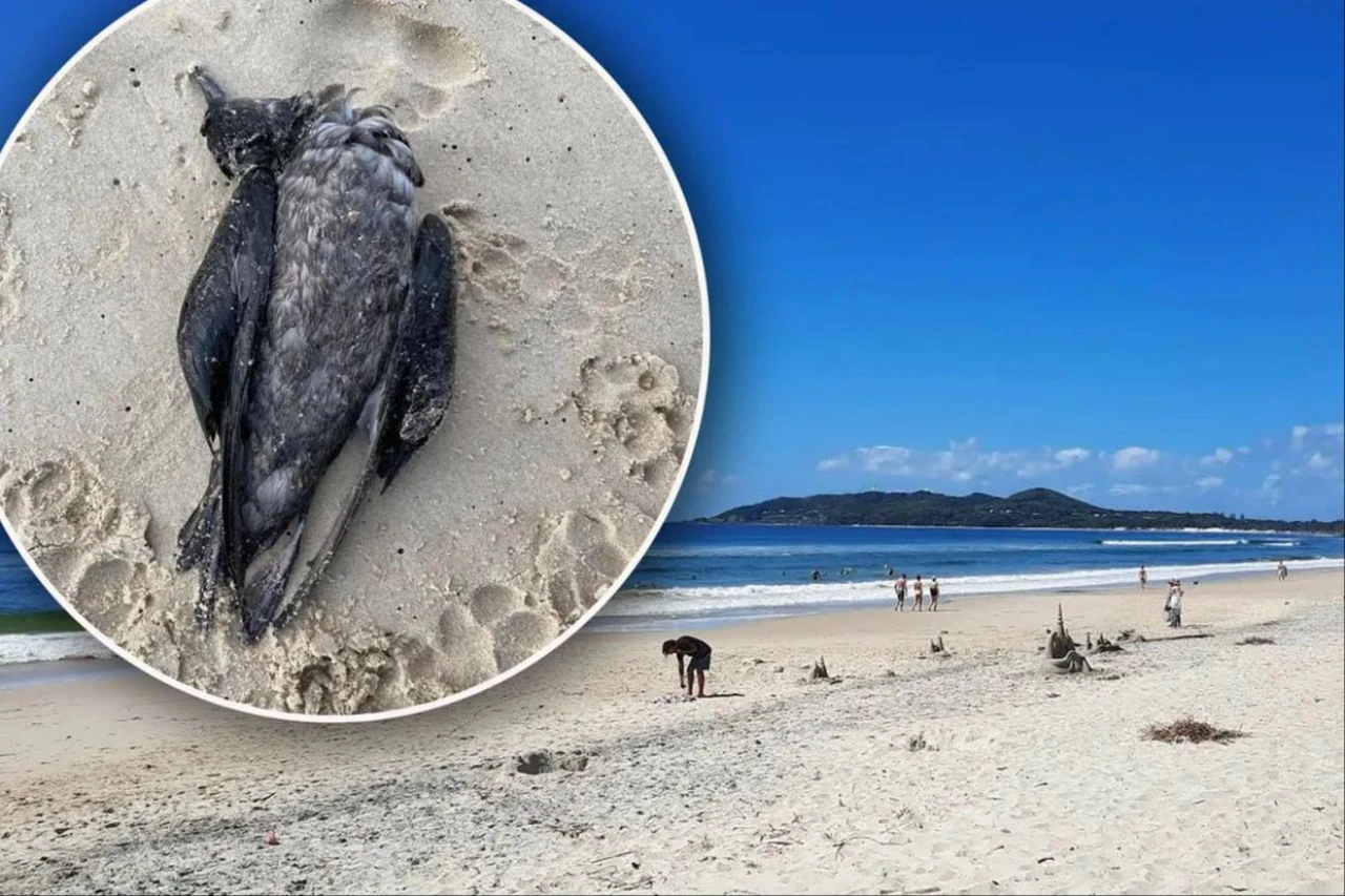 Dikkat! Başınıza ölü ya da yaralı kuş düşebilir, yetkililer 'dokunmayın' uyarısında bulundu - 1. Resim
