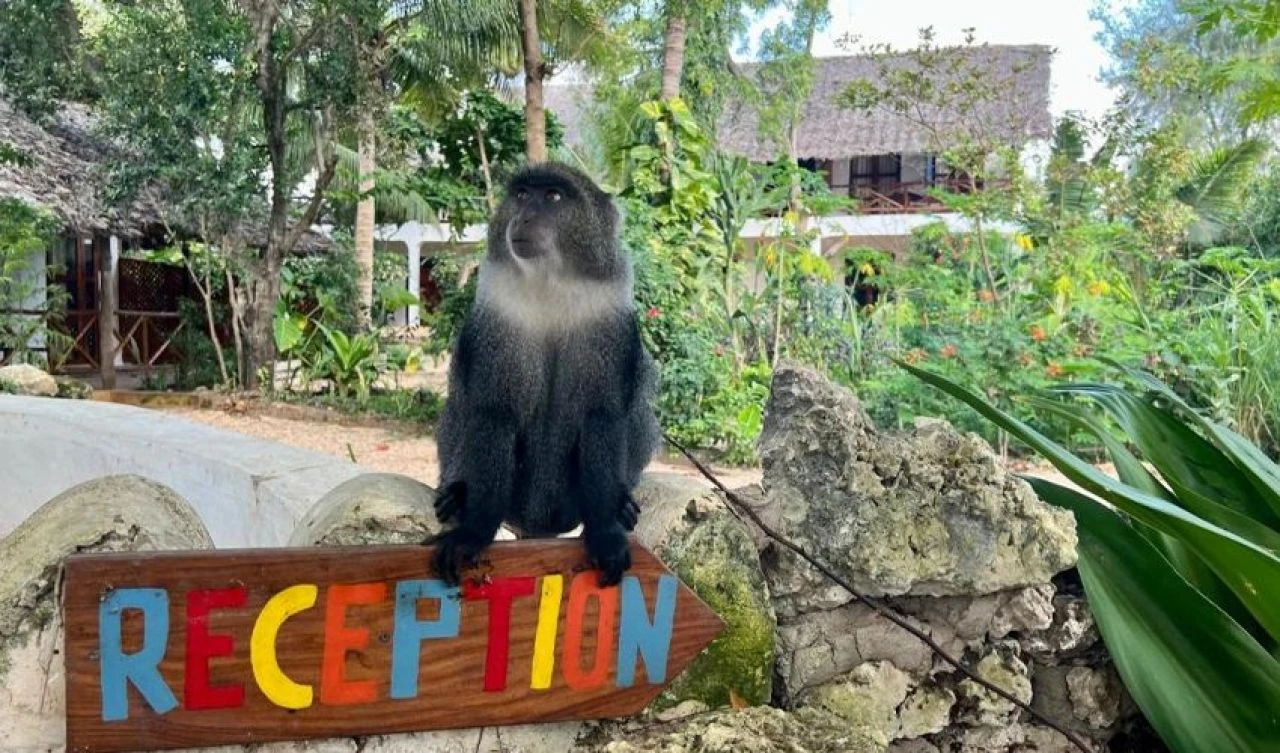 Sıra dışı davranışlar sergileyerek ölüyorlar! Gizemli salgın hayvanat bahçesini harekete geçirdi - 1. Resim