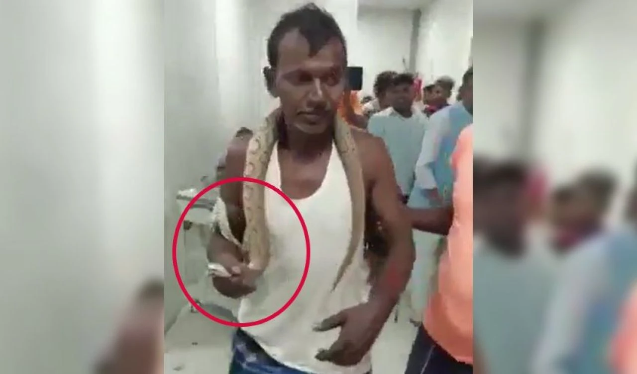 Dünyanın en zehirli yılanı tarafından ısırıldı! Boynuna sarıp hastaneye gitti