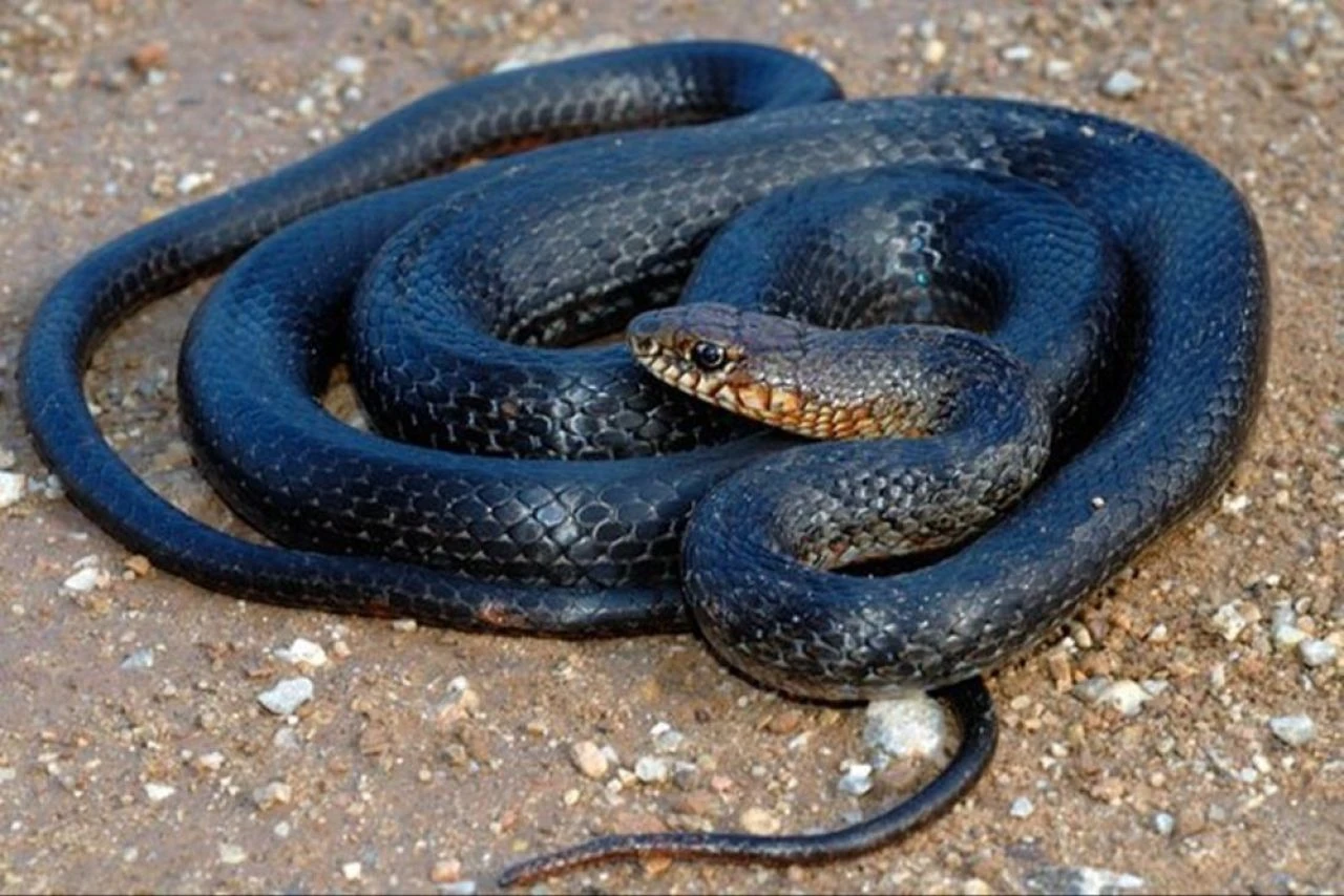 Evlerin tavan araları, duvar boşlukları yılanlarla dolup taşabilir! İstilacı tür yayılıyor - 1. Resim