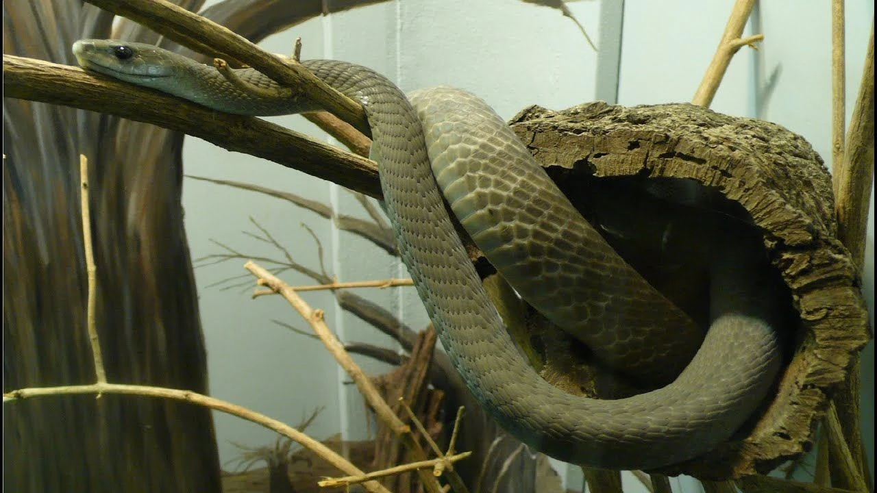 Evlerin tavan araları, duvar boşlukları yılanlarla dolup taşabilir! İstilacı tür yayılıyor - 3. Resim