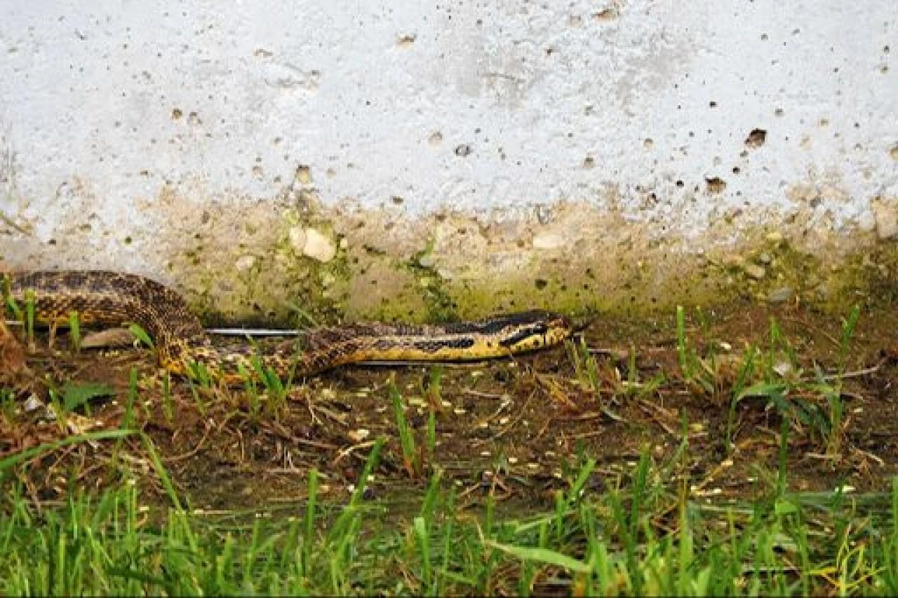 Evlerin tavan araları, duvar boşlukları yılanlarla dolup taşabilir! İstilacı tür yayılıyor - 2. Resim