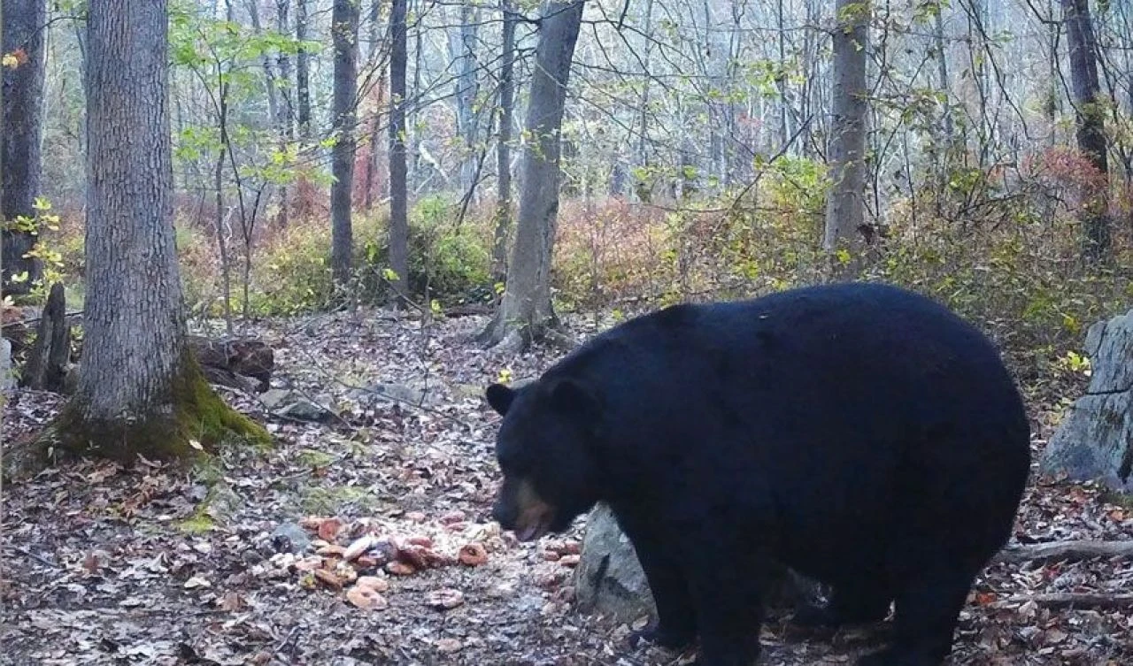 Avcı 350 kiloluk ayıyı keyfi için öldürdü sosyal medya kullanıcıları birbirine girdi