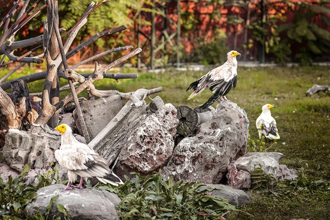 Konya'da yırtıcı kuşlara şefkat eli: Göçü yarım kalan akbabalar, rehabilitasyona alındı - 1. Resim