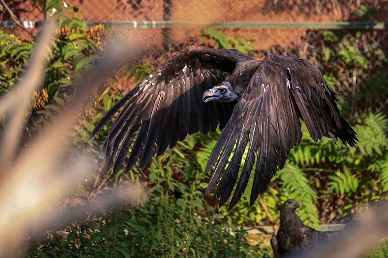 Konya'da yırtıcı kuşlara şefkat eli: Göçü yarım kalan akbabalar, rehabilitasyona alındı - 2. Resim