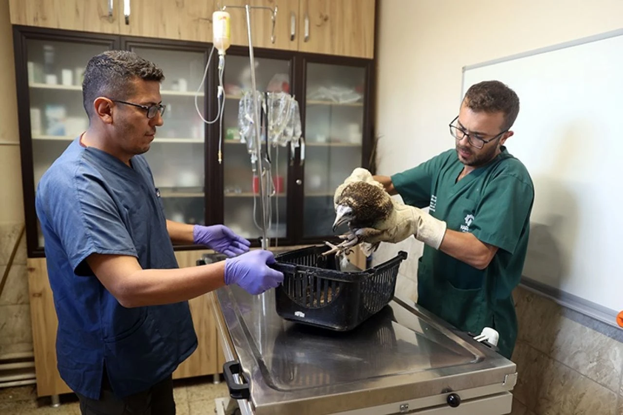Konya'da yırtıcı kuşlara şefkat eli: Göçü yarım kalan akbabalar, rehabilitasyona alındı - 4. Resim