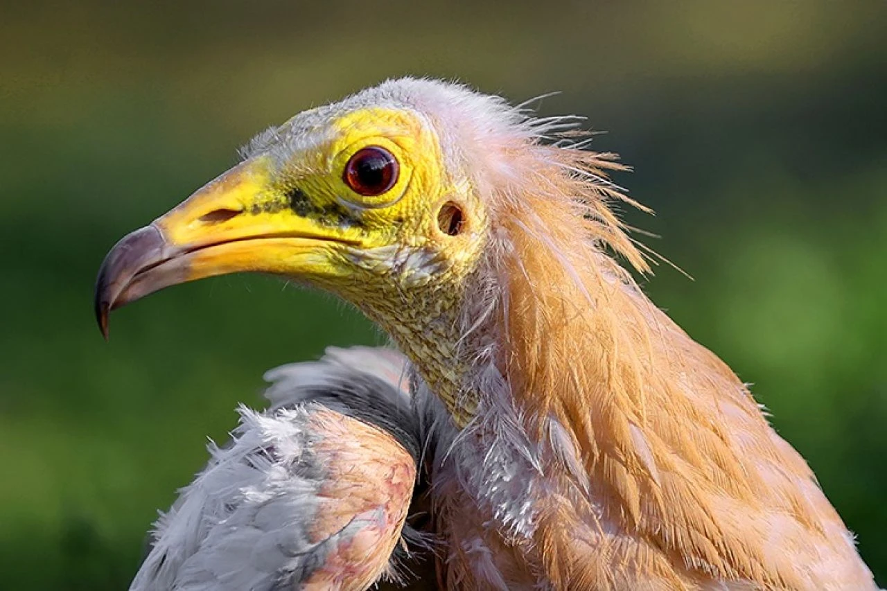 Konya'da yırtıcı kuşlara şefkat eli: Göçü yarım kalan akbabalar, rehabilitasyona alındı - 3. Resim