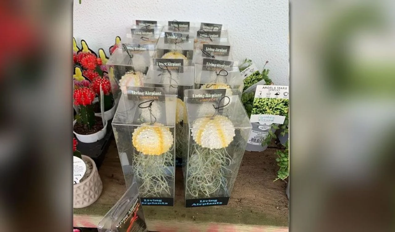 Kum dolarları sahile vurdu! Tüylü toplara uzmanlardan açıklama geldi