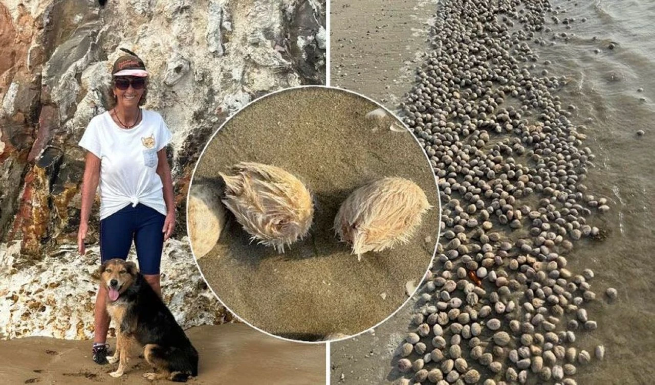 Kum dolarları sahile vurdu! Tüylü toplara uzmanlardan açıklama geldi