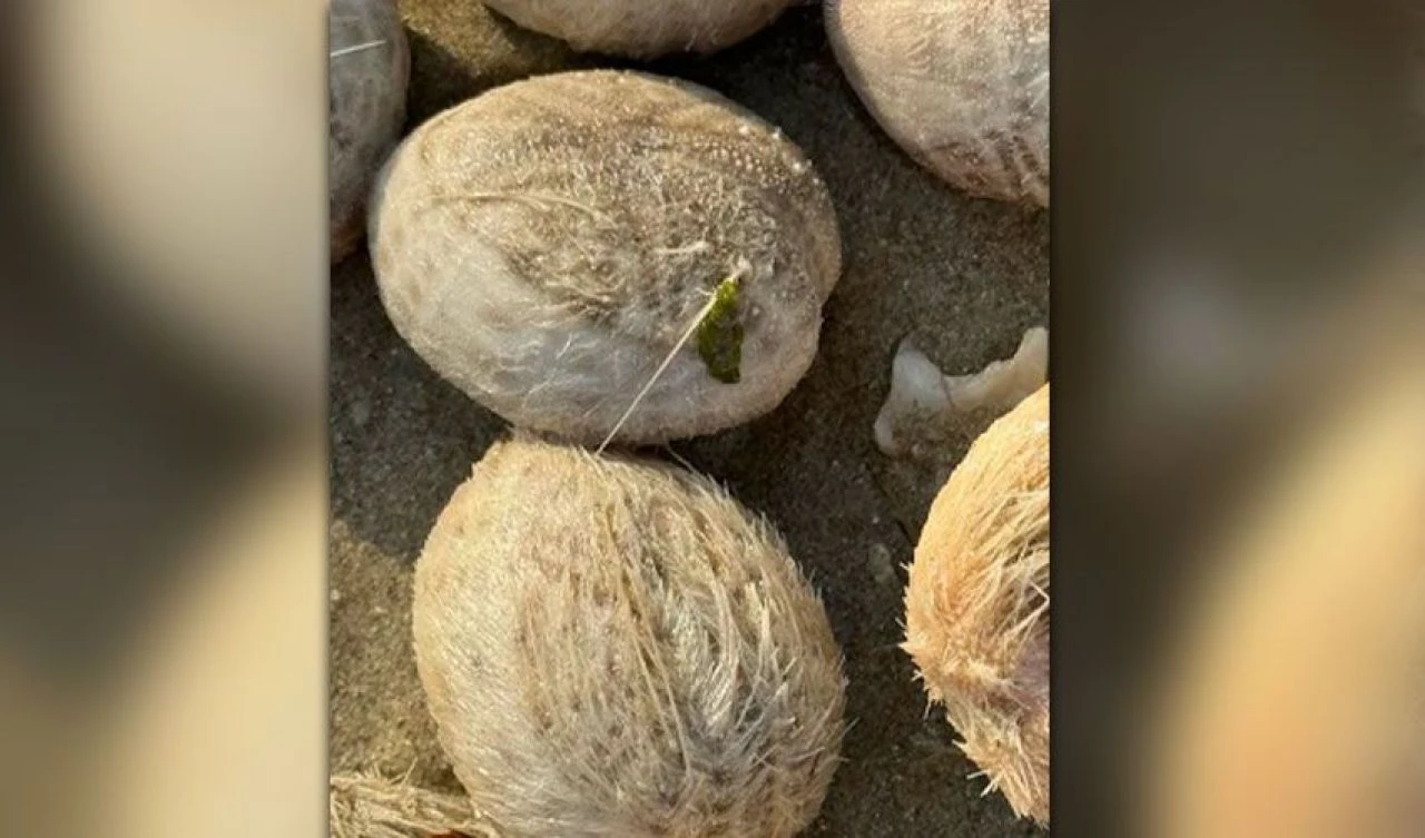Kum dolarları sahile vurdu! Tüylü toplara uzmanlardan açıklama geldi
