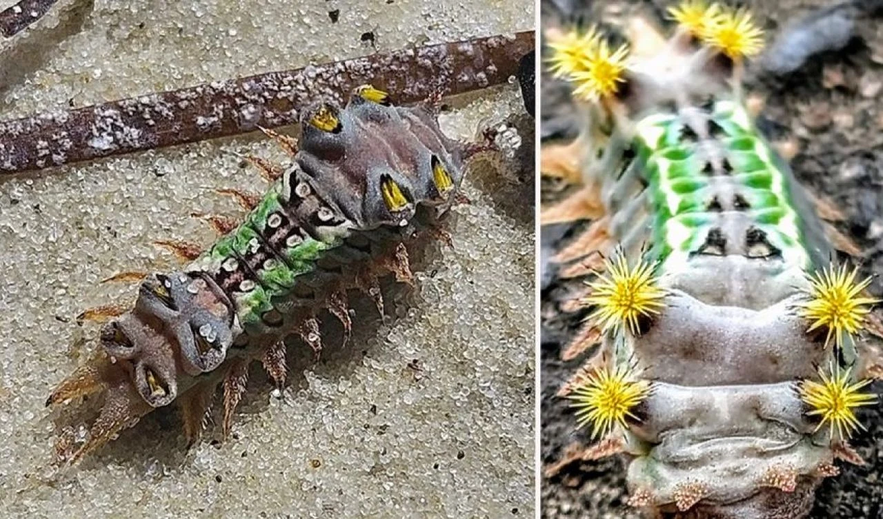 Ağaçlardan düşen minik canavarlar Avustralyalıları şaşkına çevirdi! Uzmanlar uyarıda bulundu