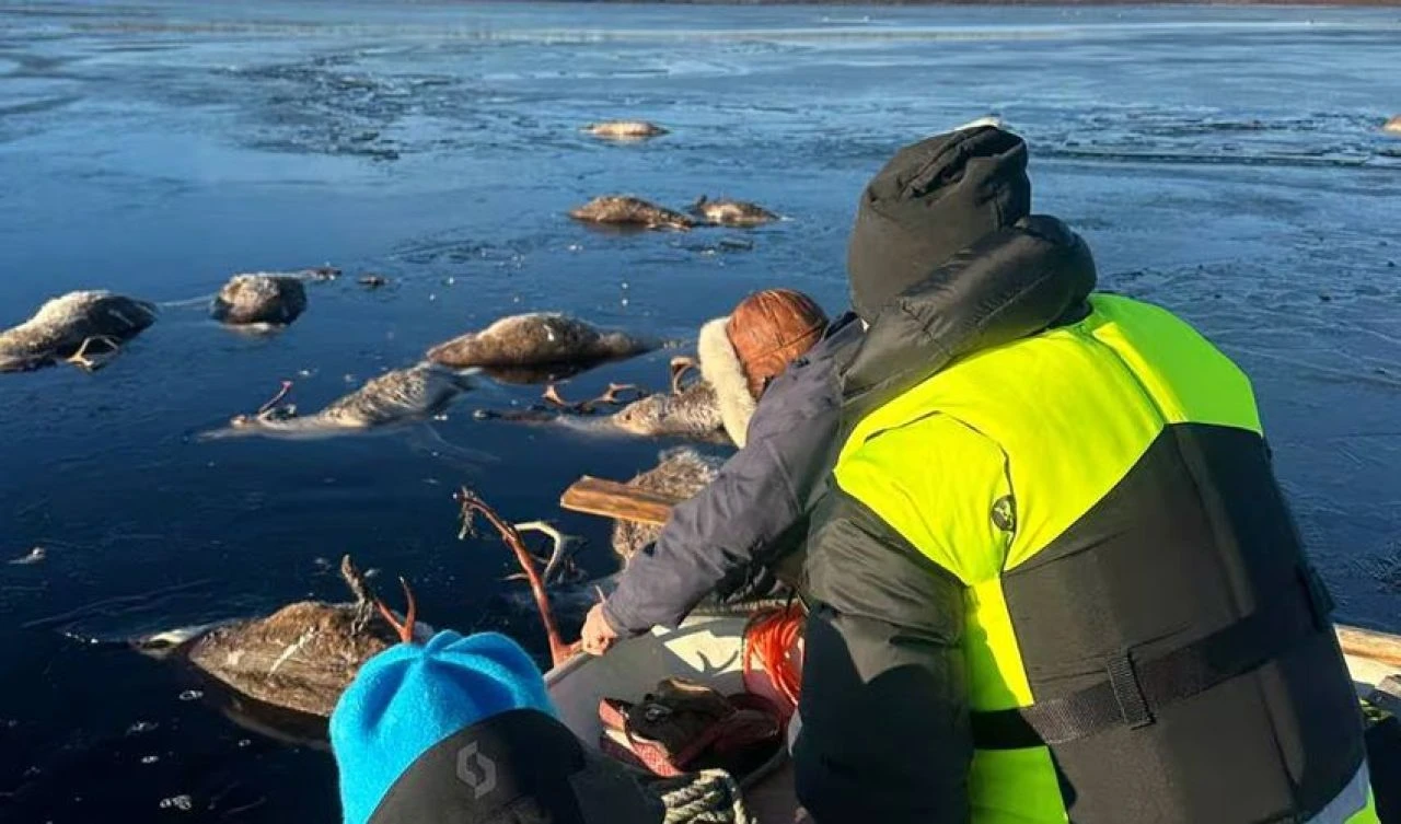 Akıllara durgunluk veren olay! Göle düşen 190 geyik feci şekilde can verdi