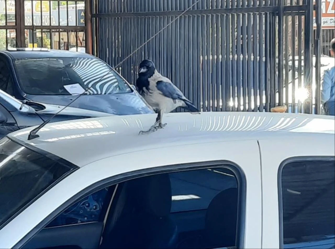 Besle kargayı oysun gözünü! Arabanın anahtarını alıp kaçtı, çalışanlar peşinden koştu - 2. Resim