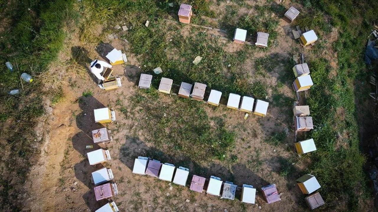 TİGEM arı kovanı ihalesinin yapılacağı tarih belli oldu - 1. Resim