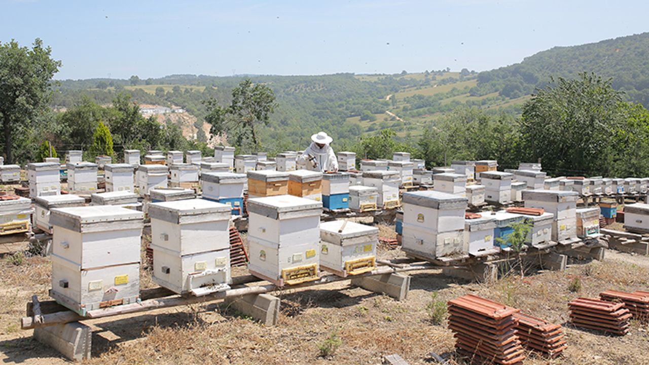 TİGEM arı kovanı ihalesinin yapılacağı tarih belli oldu