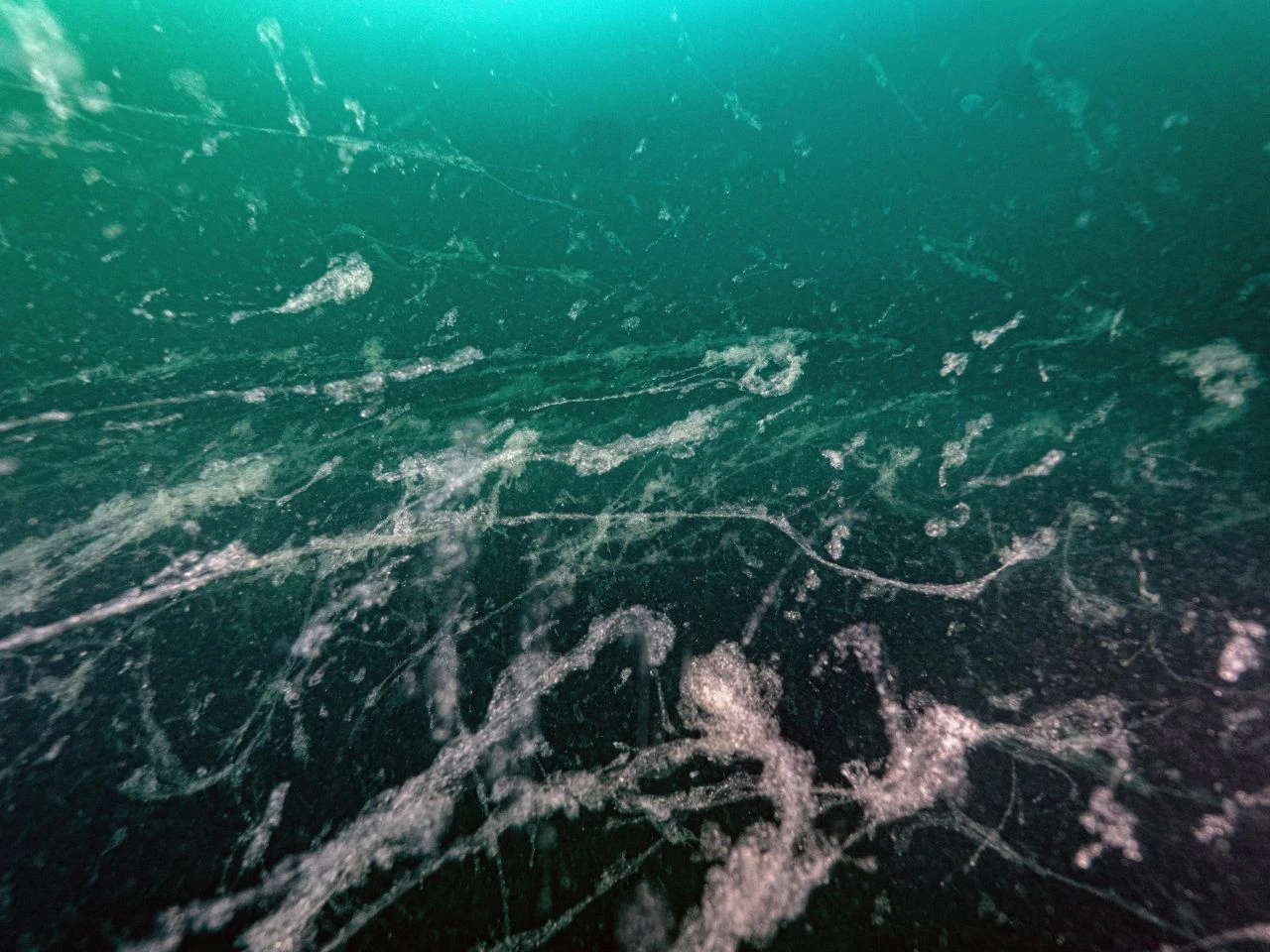 Marmara'nın kabusu geri döndü: Acil çağrı yapıldı