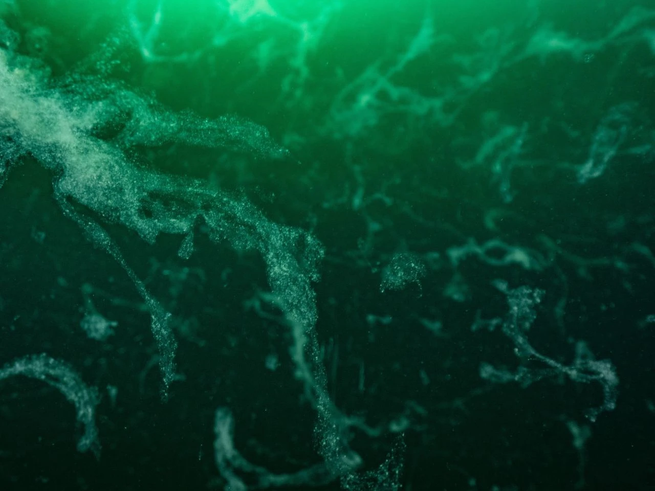 Marmara'nın kabusu geri döndü: Acil çağrı yapıldı