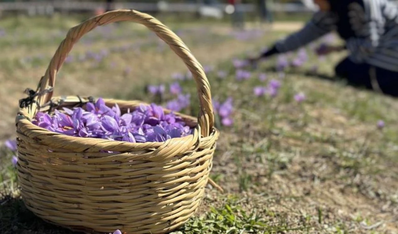Safran hasadı başladı! Dünyanın en pahalı baharatına yoğun ilgi - 1. Resim