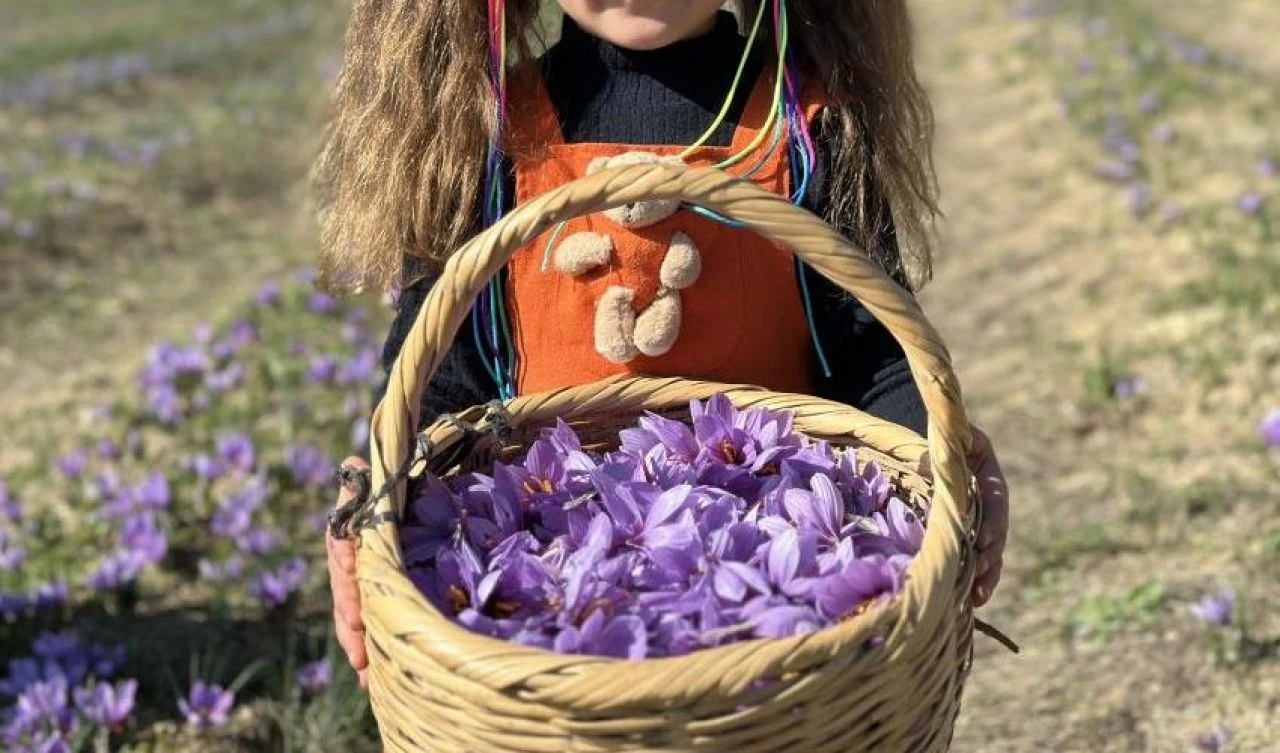 Safran hasadı başladı! Dünyanın en pahalı baharatına yoğun ilgi - 2. Resim