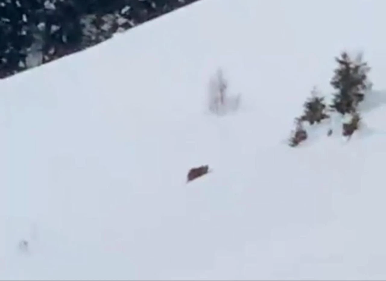 Ayılara seslenen Rizelinin videosu sosyal medyada viral oldu! “Çabuk doğru yatağa” - 1. Resim