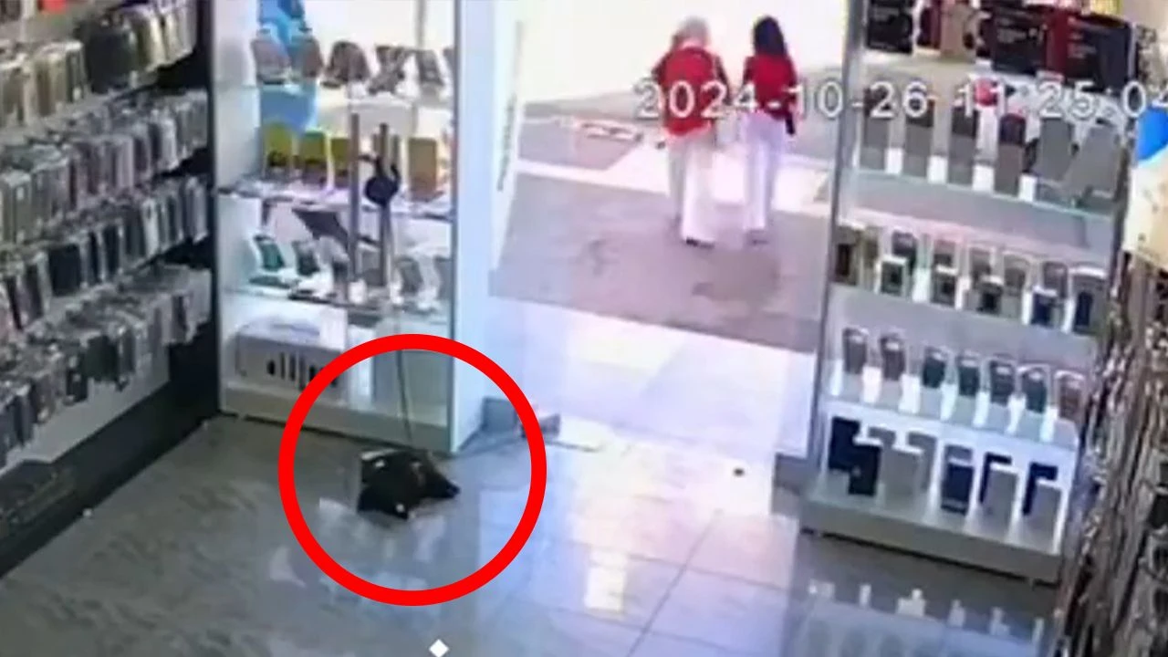 Mersin'de korkunç görüntüler! 2 genç kız yavru köpeği severken ölümüne neden oldu - 1. Resim