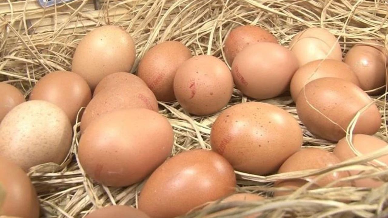 Kinder ürünleri, kavun, et derken bu kez yumurtalar toplatıldı! Salmonella bakterisi yeniden patlak verdi