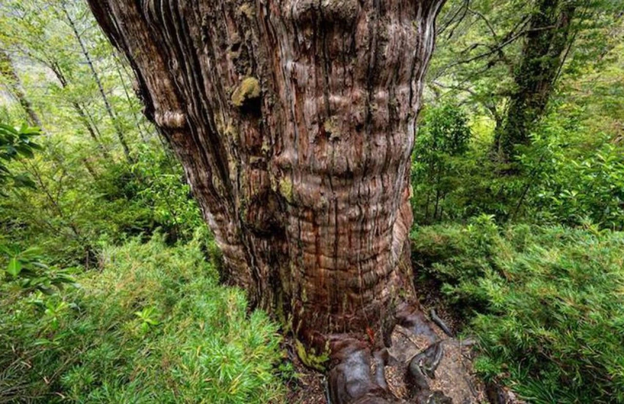 Alarm verildi: Dünyadaki ağaçların üçte biri yok olabilir - 1. Resim