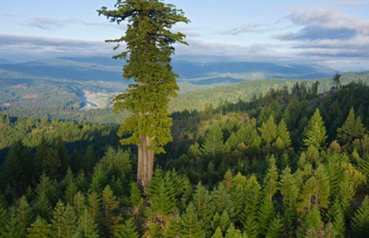 Alarm verildi: Dünyadaki ağaçların üçte biri yok olabilir - 2. Resim