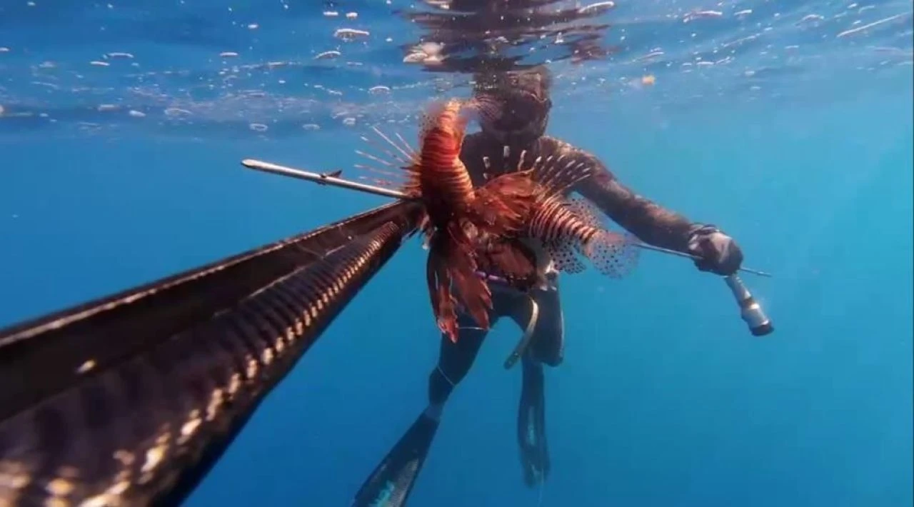 Aslan balığını ölü sandı, dokunca hastanelik oldu! "Çok değişik bir acıydı"