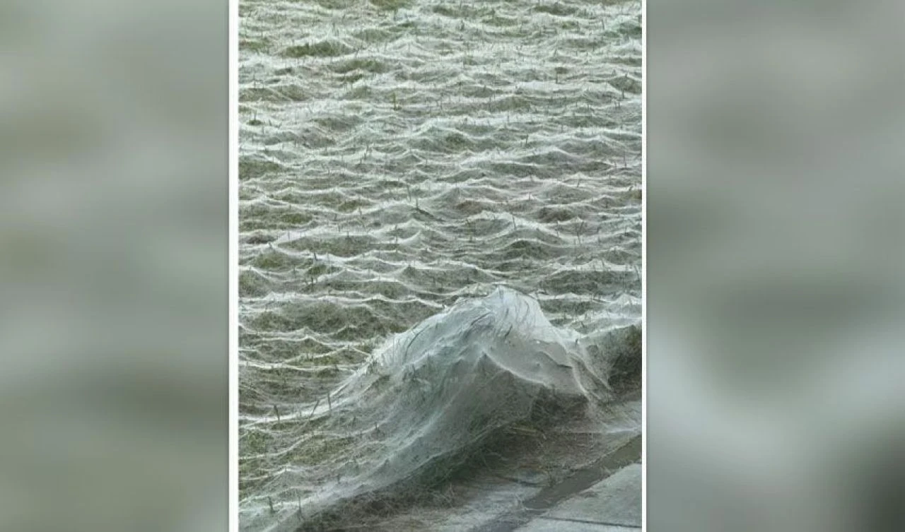 Bahçesini gördüğünde neredeyse kalp krizi geçirecekti! Korkunç görüntünün sebebi ortaya çıktı - 1. Resim